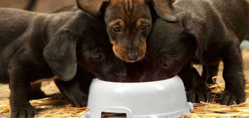 How to Deal with Puppy Biting: Training Tips for New Owners