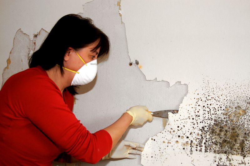 What to Expect From Mold Inspections in Ashburn VA