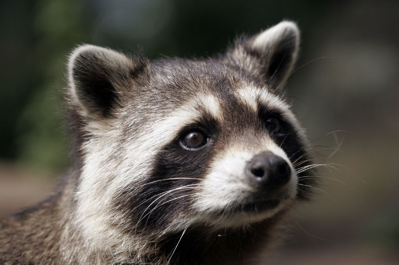 Methods to Use to Keep Raccoons From Taking Over Your Reynoldsburg Home
