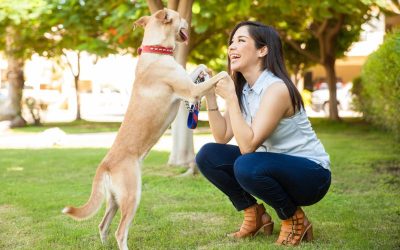 How Dog Training Can Prevent Common Behavioral Issues in Surprise, AZ