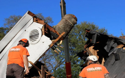 Why Choosing a Tree Company in Marietta, GA Residents Trust Protects Your Property