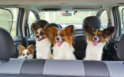 Weekend Getaways Made Easy With Dog Boarding In NYC For Busy Pet Owners