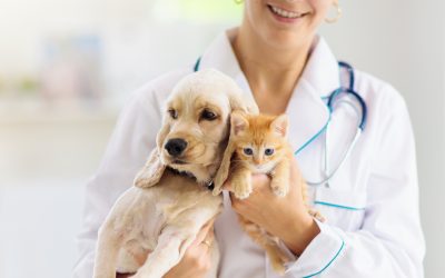 Why an Intestinal Parasite Exam For Dogs Monmouth County, NJ Residents Trust Matters?