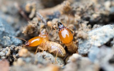 Safeguard Investments with Proven Termite Treatment Melbourne Professionals Recommend